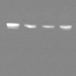 Myosin 1B Antibody - BSA Free NBP1-87739