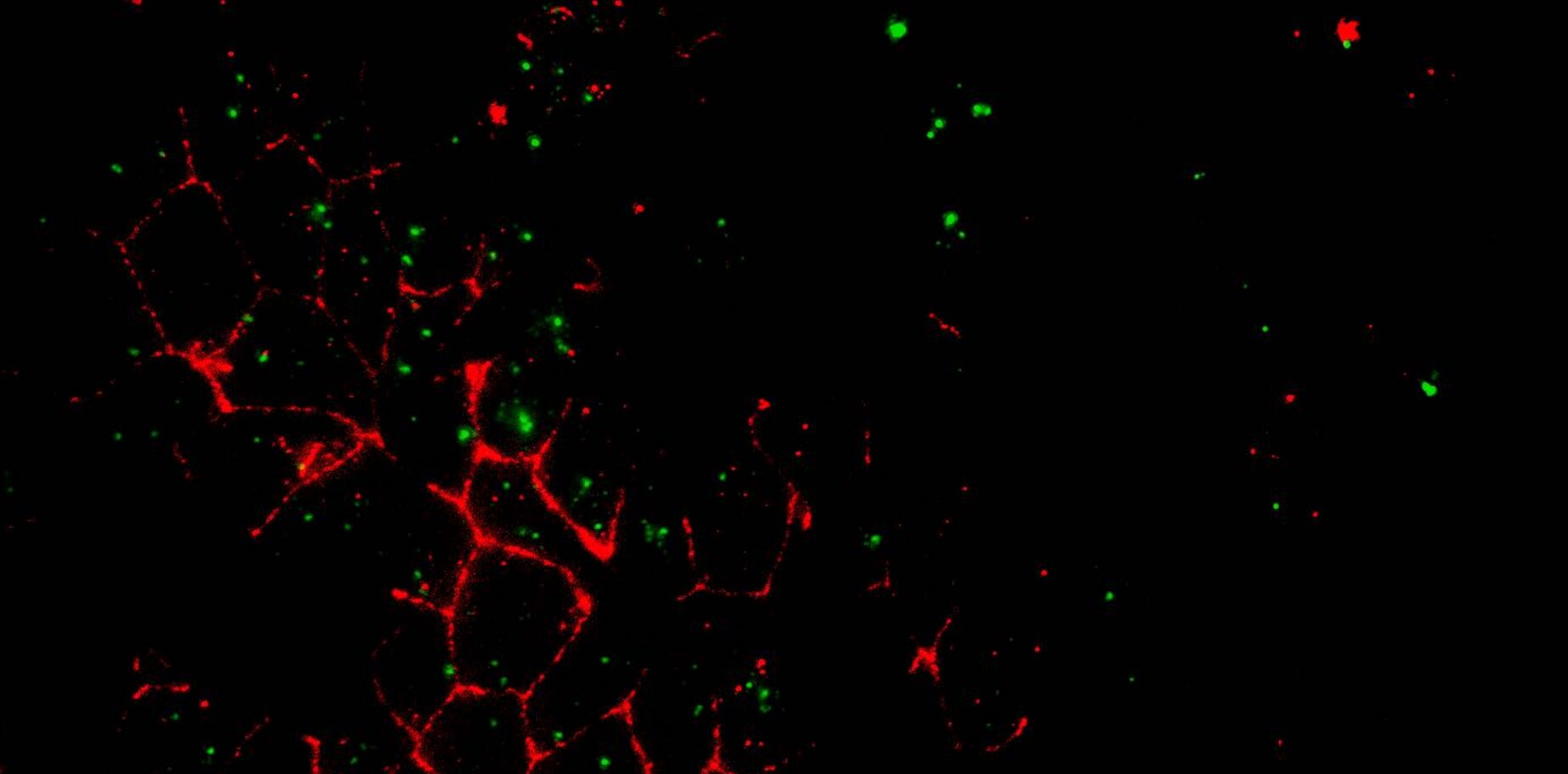 Pericentrin Antibody - BSA Free NBP1-87772