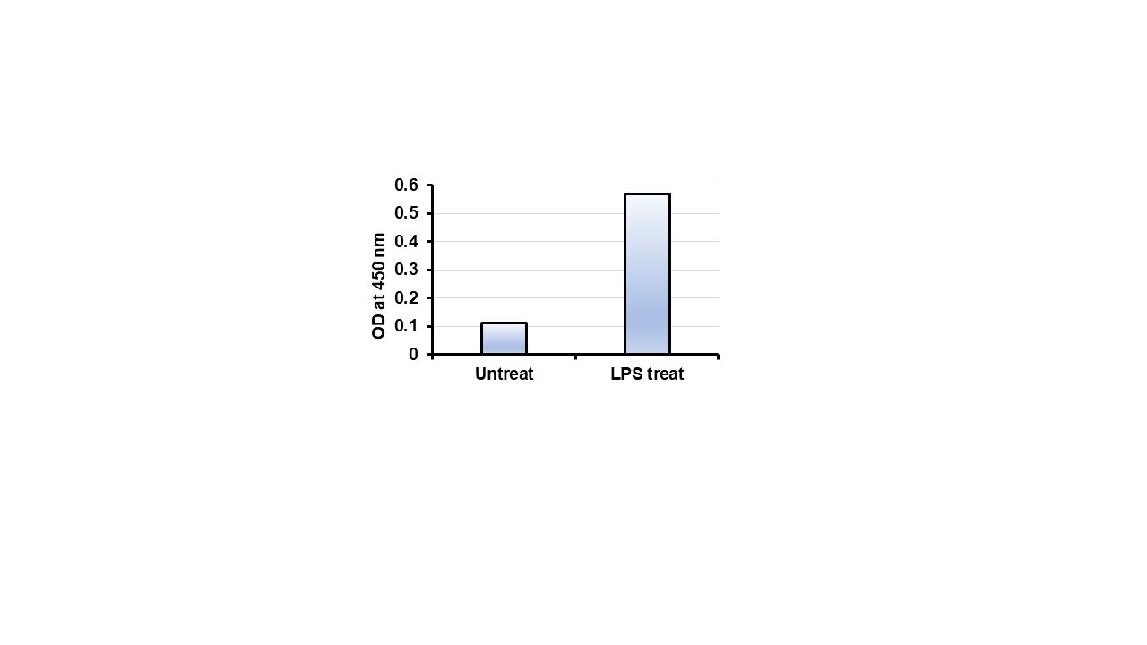 MST3 Antibody - BSA Free NBP1-87833