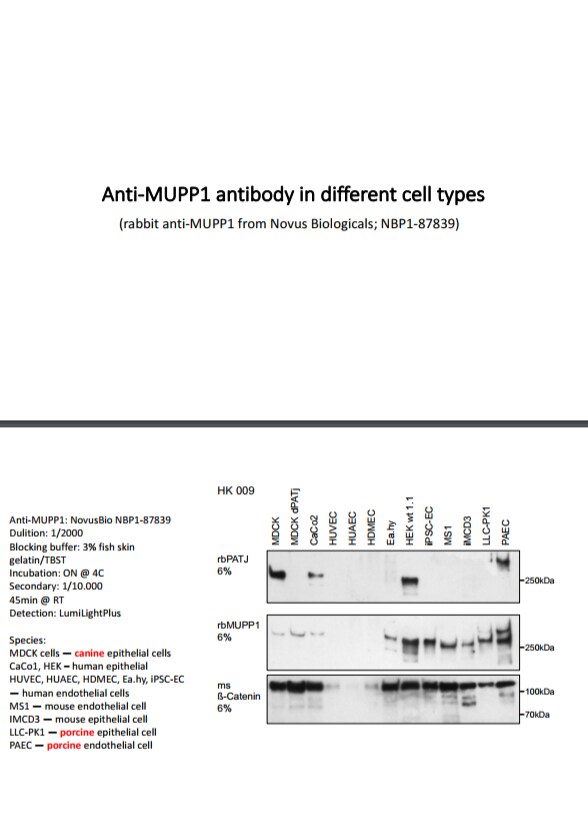 MUPP1 Antibody - BSA Free NBP1-87839