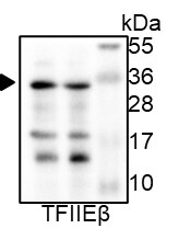 TFIIE beta Antibody - BSA Free NBP1-87931