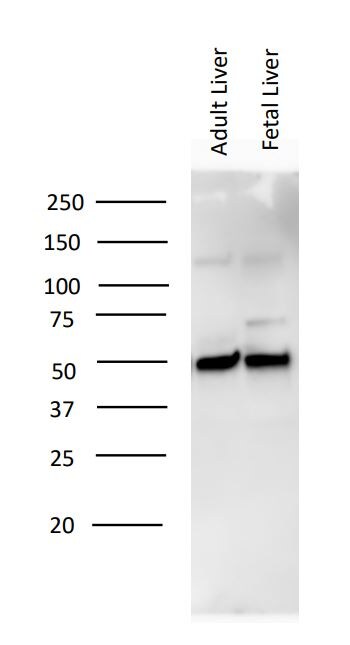 Vitamin D BP Antibody - BSA Free NBP1-88027