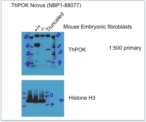 Th-POK Antibody - BSA Free NBP1-88077
