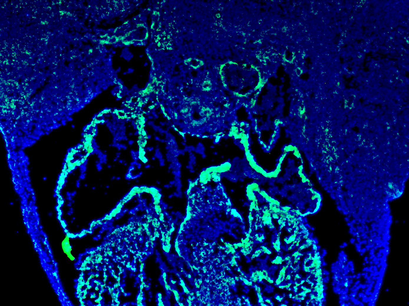 CHTOP Antibody - BSA Free NBP1-88085