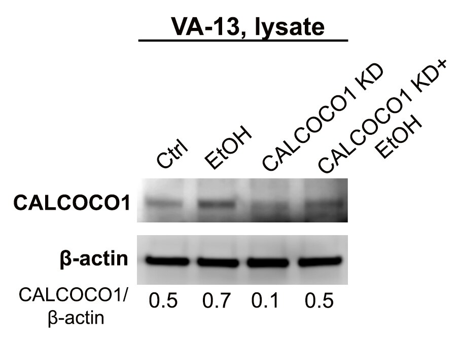 CoCoA Antibody - BSA Free NBP1-88215