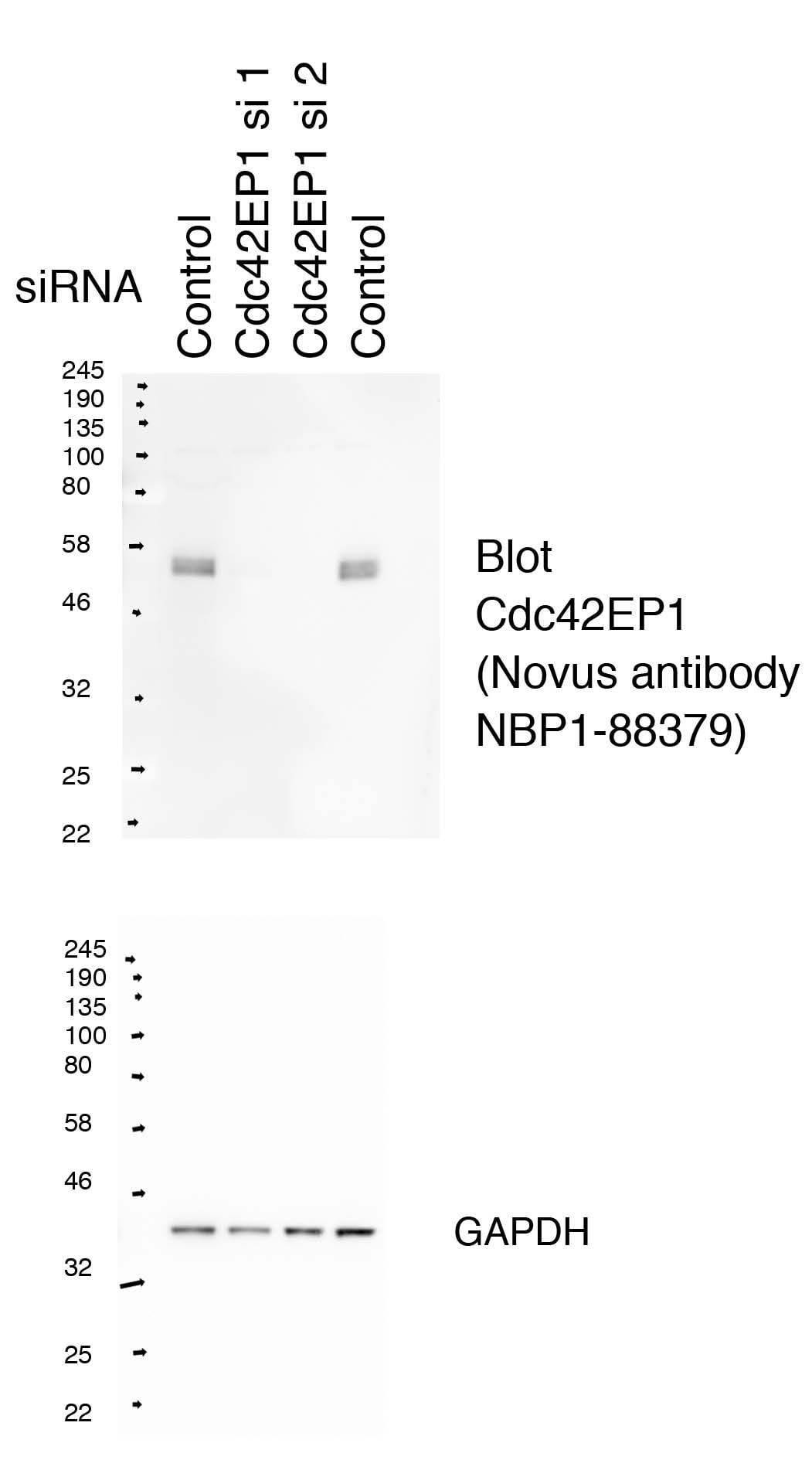 CDC42EP1 Antibody - BSA Free NBP1-88379