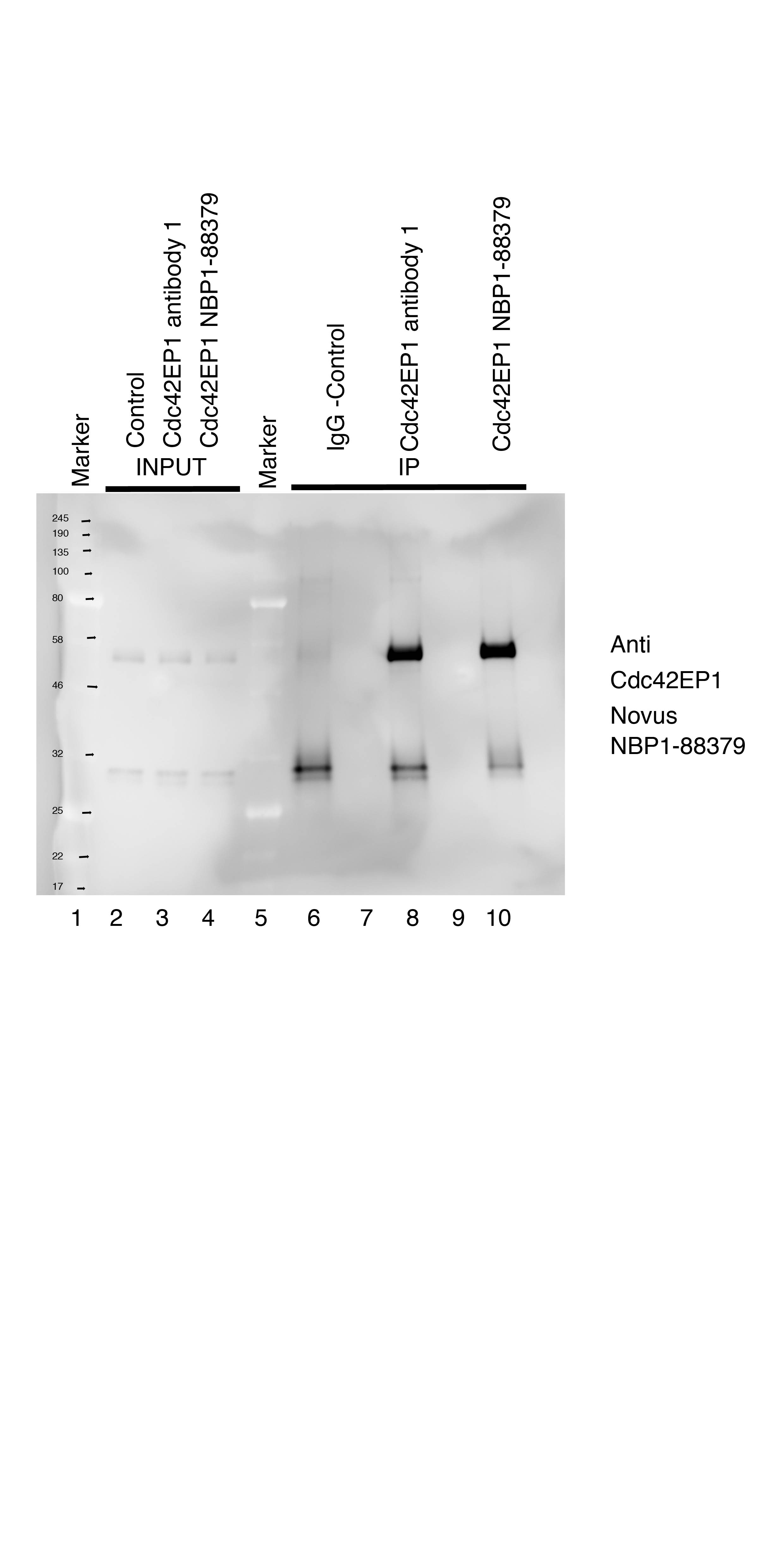 CDC42EP1 Antibody - BSA Free NBP1-88379
