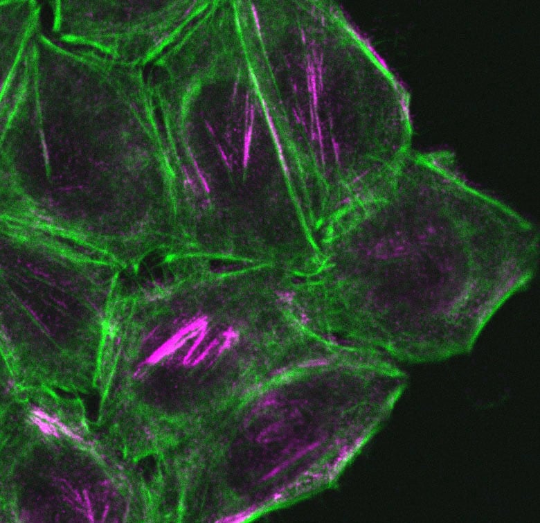 CDC42EP1 Antibody - BSA Free NBP1-88379