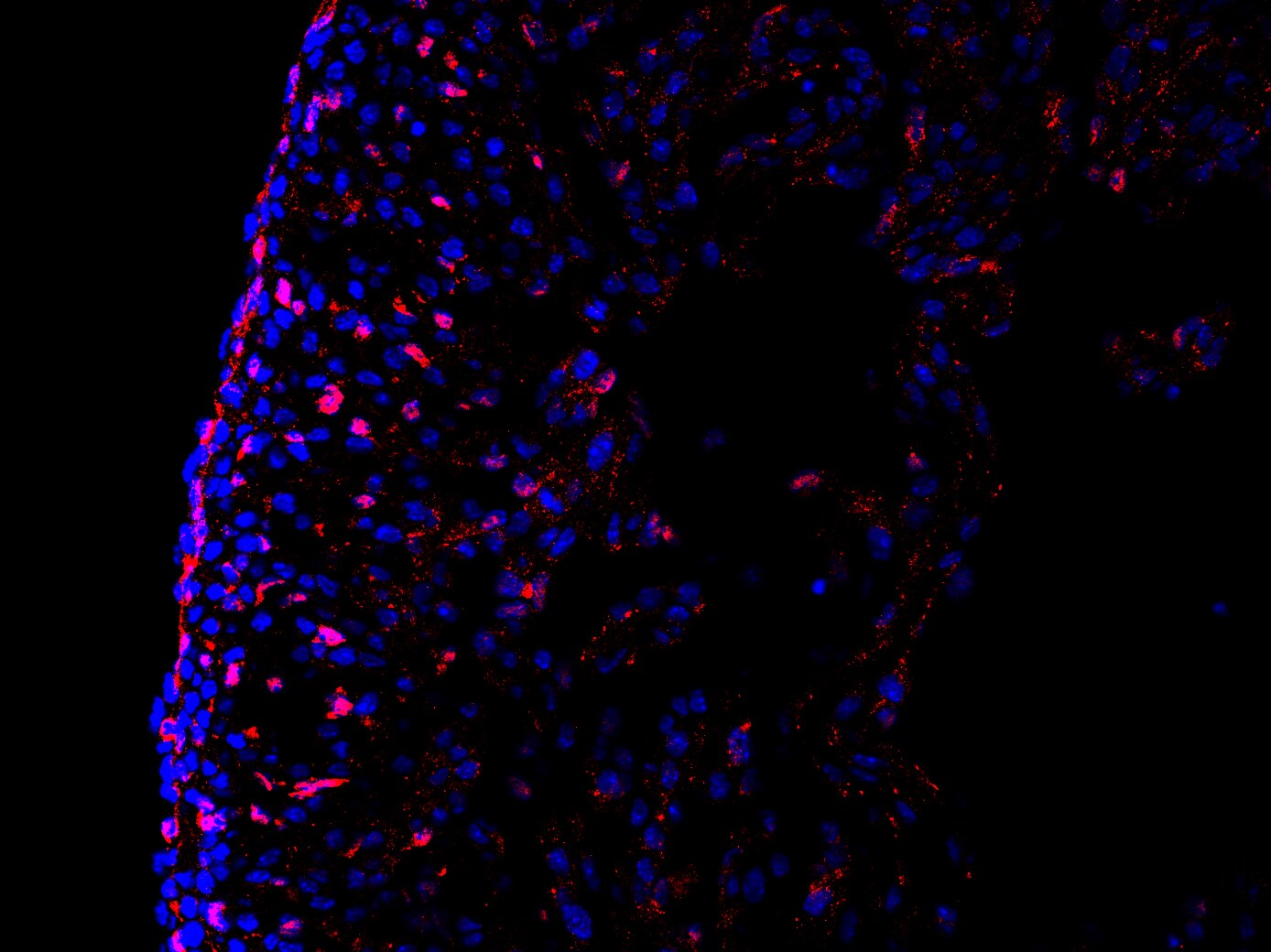 TCF4 Antibody - BSA Free NBP1-88633