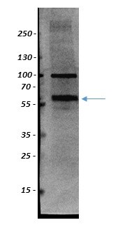 SIL1 Antibody - BSA Free NBP1-88713