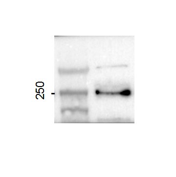 ASCC3 Antibody - BSA Free NBP1-88829