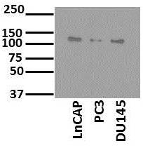 SART1 Antibody - BSA Free NBP1-89024