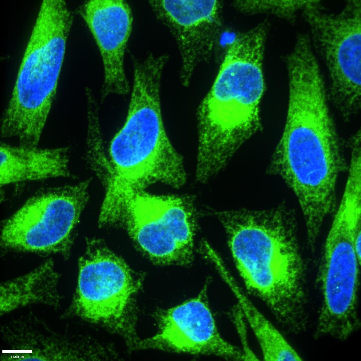 VAP-B Antibody - BSA Free NBP1-89112