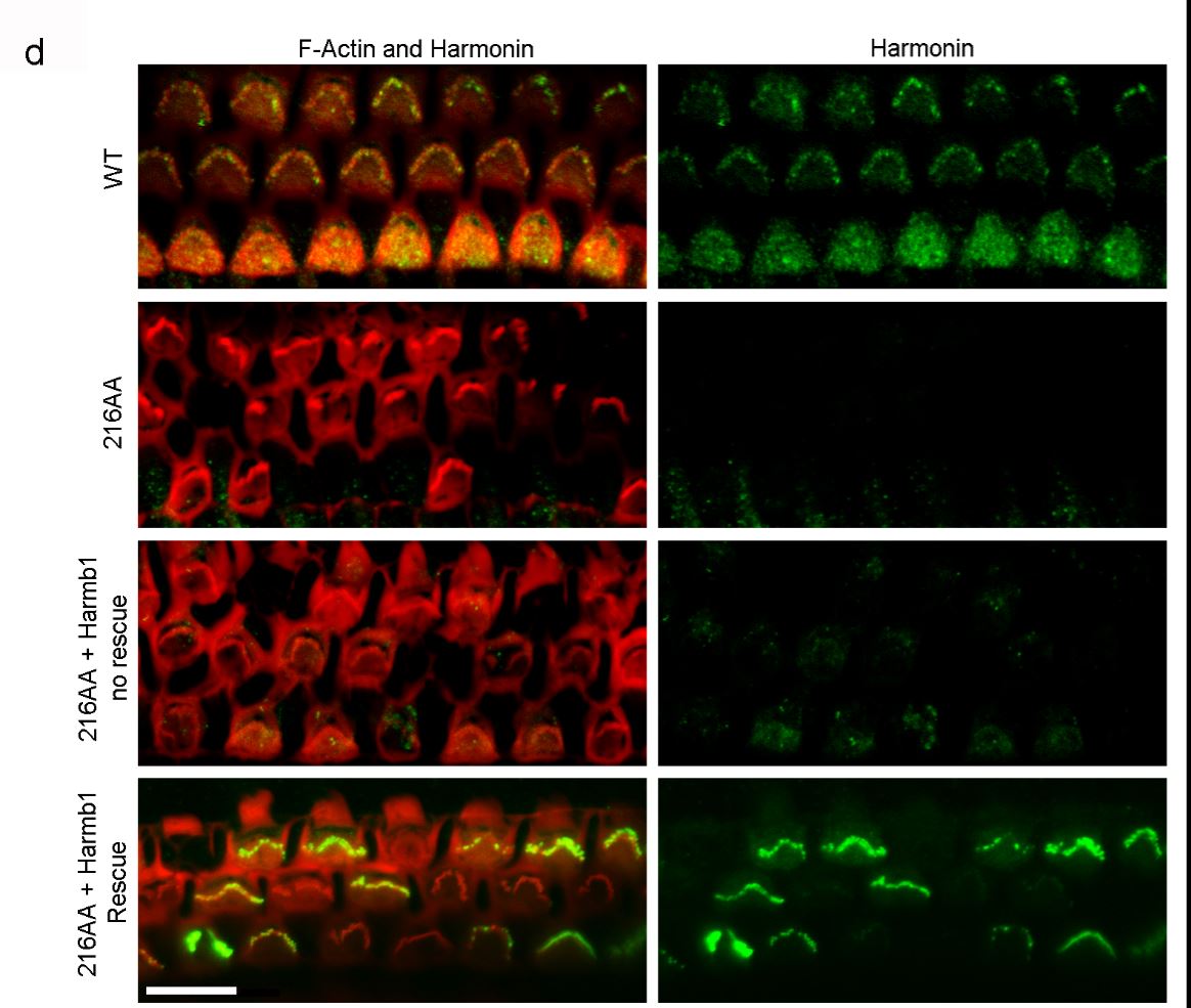 USH1C Antibody - BSA Free NBP1-89189