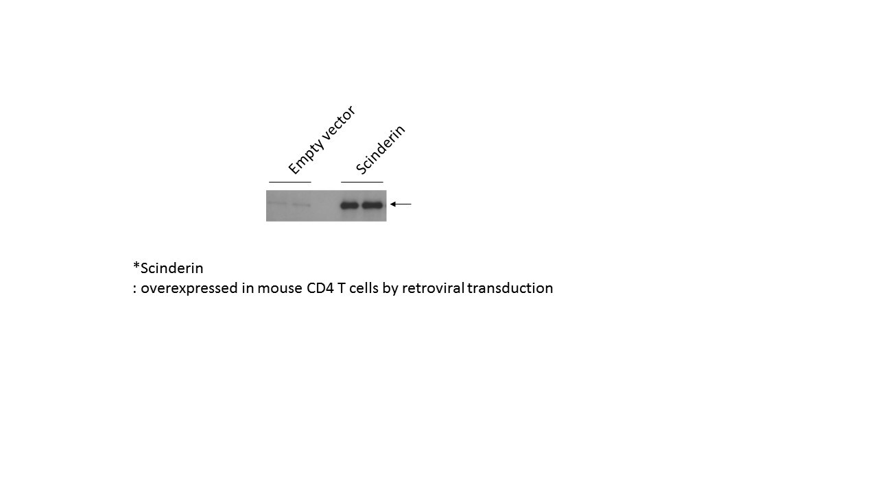SCIN Antibody - BSA Free NBP1-89230
