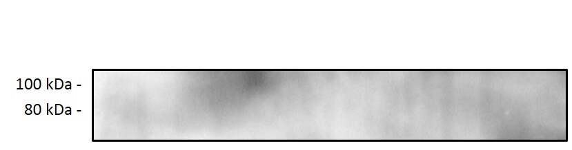 ACSL3 Antibody - BSA Free NBP1-89268