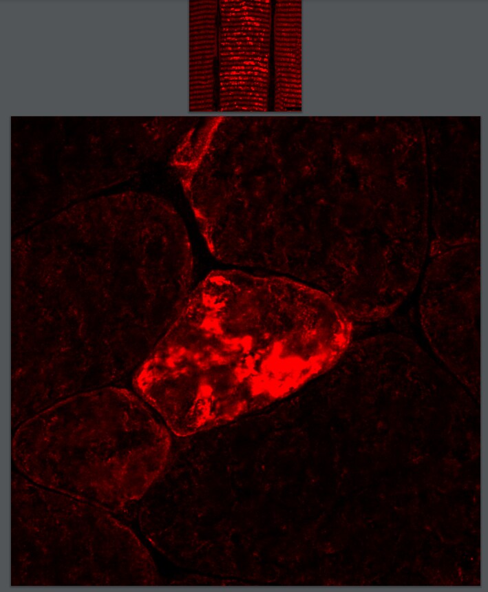 FLNC Antibody - BSA Free NBP1-89300