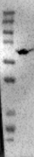 PRKAG2 Antibody - BSA Free NBP1-89324