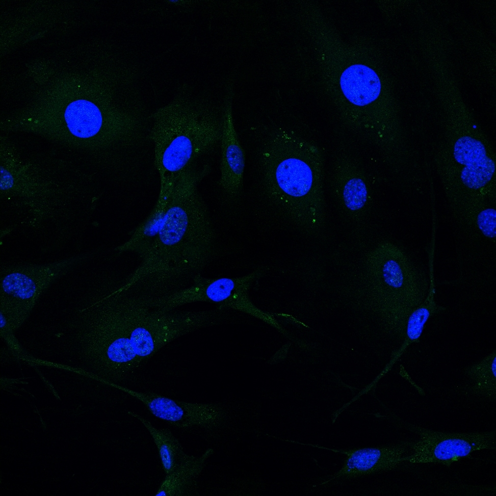 ATP6V0A1 Antibody - BSA Free NBP1-89342
