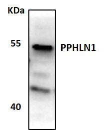 PPHLN1 Antibody - BSA Free NBP1-89480