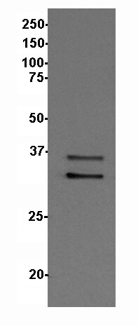 PCBP3 Antibody - BSA Free NBP1-89505
