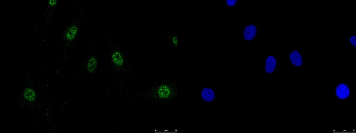 PCBP3 Antibody - BSA Free NBP1-89505
