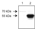 RIPX Antibody - BSA Free NBP1-89614