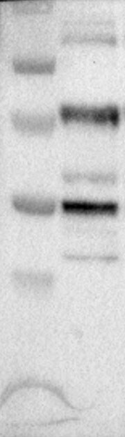 ASC1 Antibody - BSA Free NBP1-89656