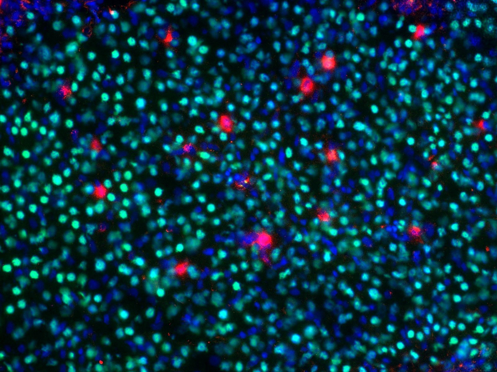 HNF-4 alpha/NR2A1 Antibody - BSA Free NBP1-89679