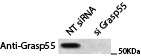 GRASP55 Antibody - BSA Free NBP1-89747
