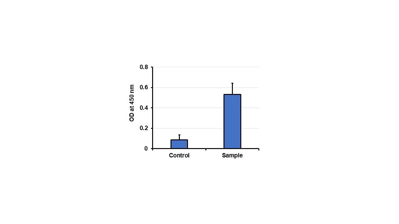 TAO Kinase 1 Antibody - BSA Free NBP1-89864