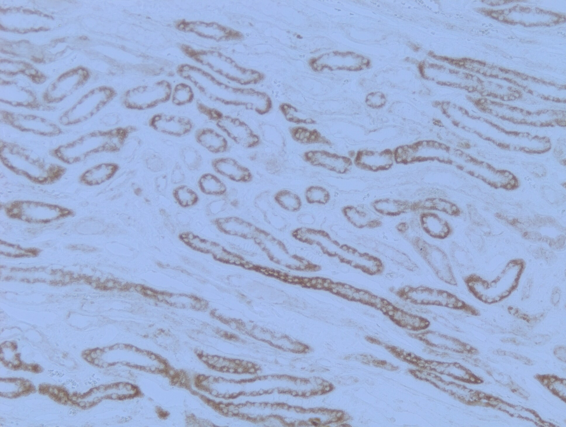 Aquaporin-6 Antibody - BSA Free NBP1-90119