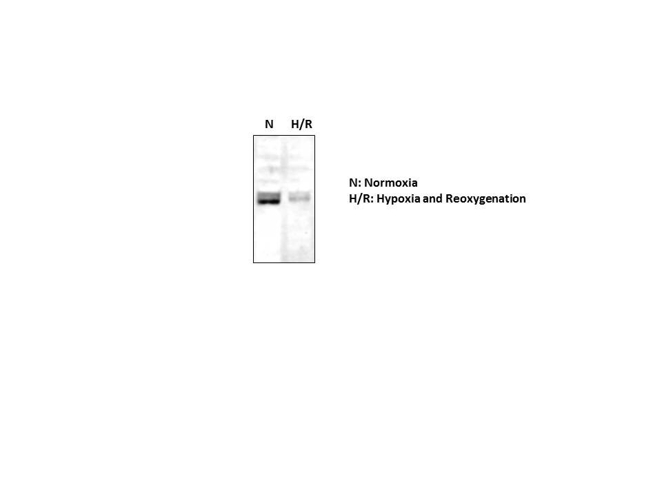 cIAP-2/HIAP-1 Antibody - BSA Free NBP1-90132