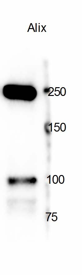 Alix Antibody - BSA Free NBP1-90201