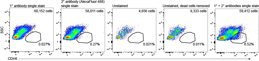 Cadherin-6/KCAD Antibody - BSA Free NBP1-90347