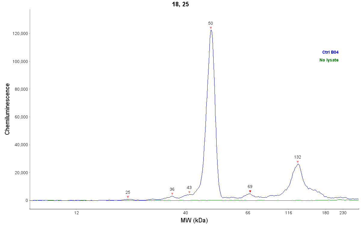 CREB Antibody - BSA Free NBP1-90364
