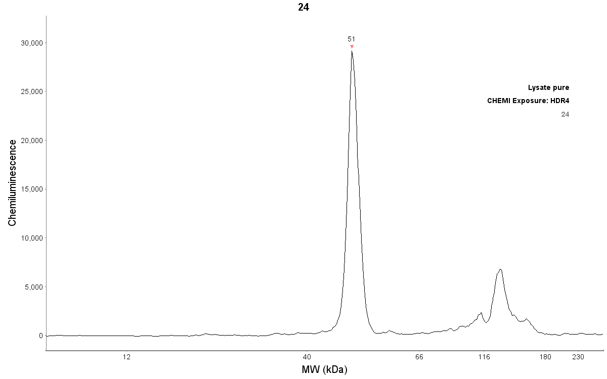 CREB Antibody - BSA Free NBP1-90364