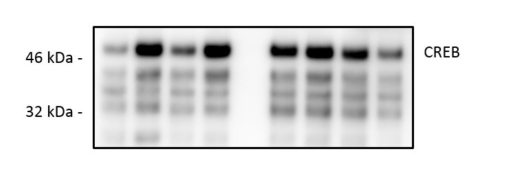 CREB Antibody - BSA Free NBP1-90364