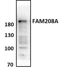 FAM208A Antibody - BSA Free NBP1-90672