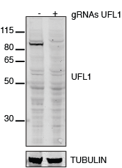 UFL1 Antibody - BSA Free NBP1-90692