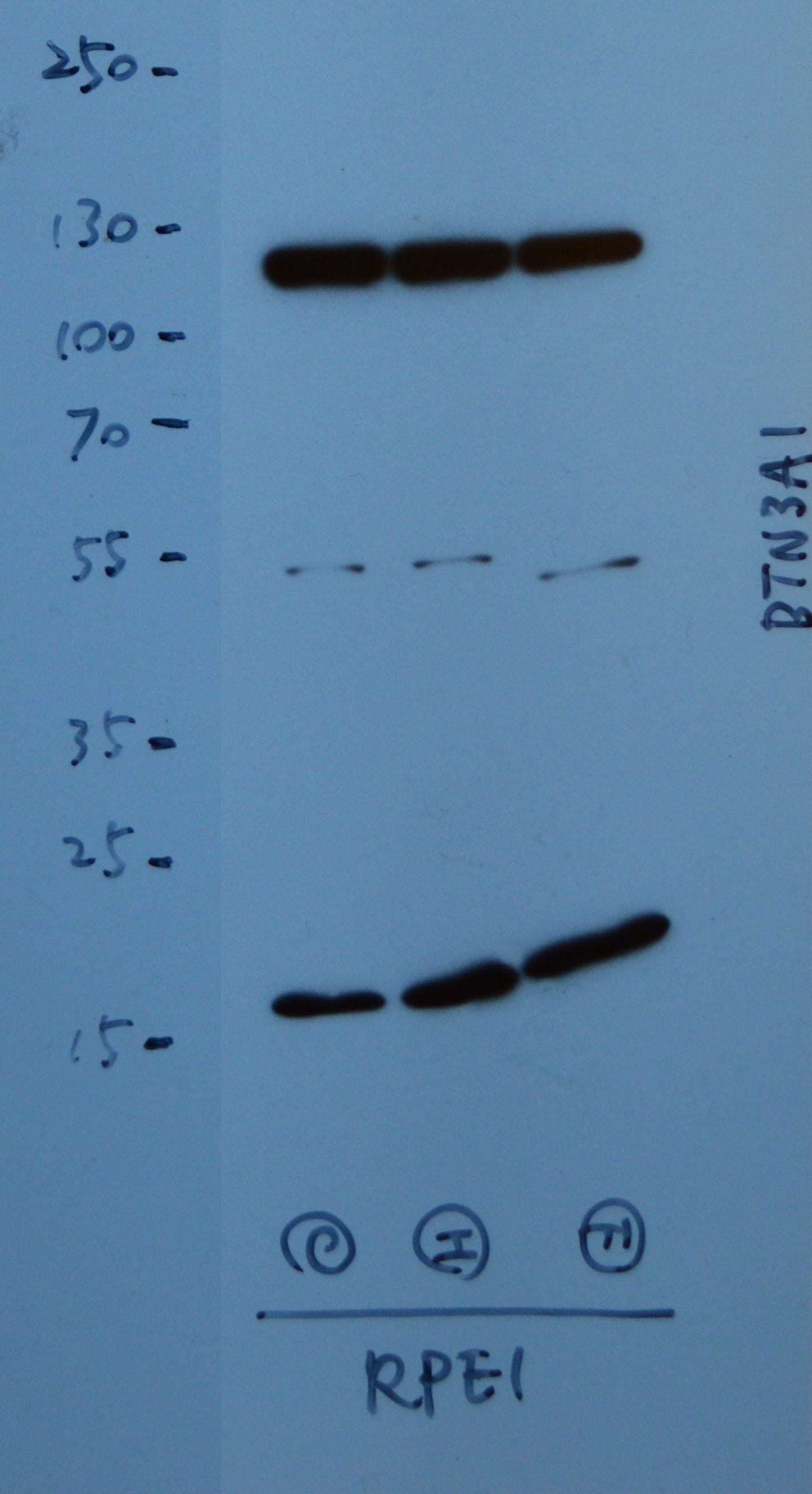 CD277/BTN3A1 Antibody - BSA Free NBP1-90750