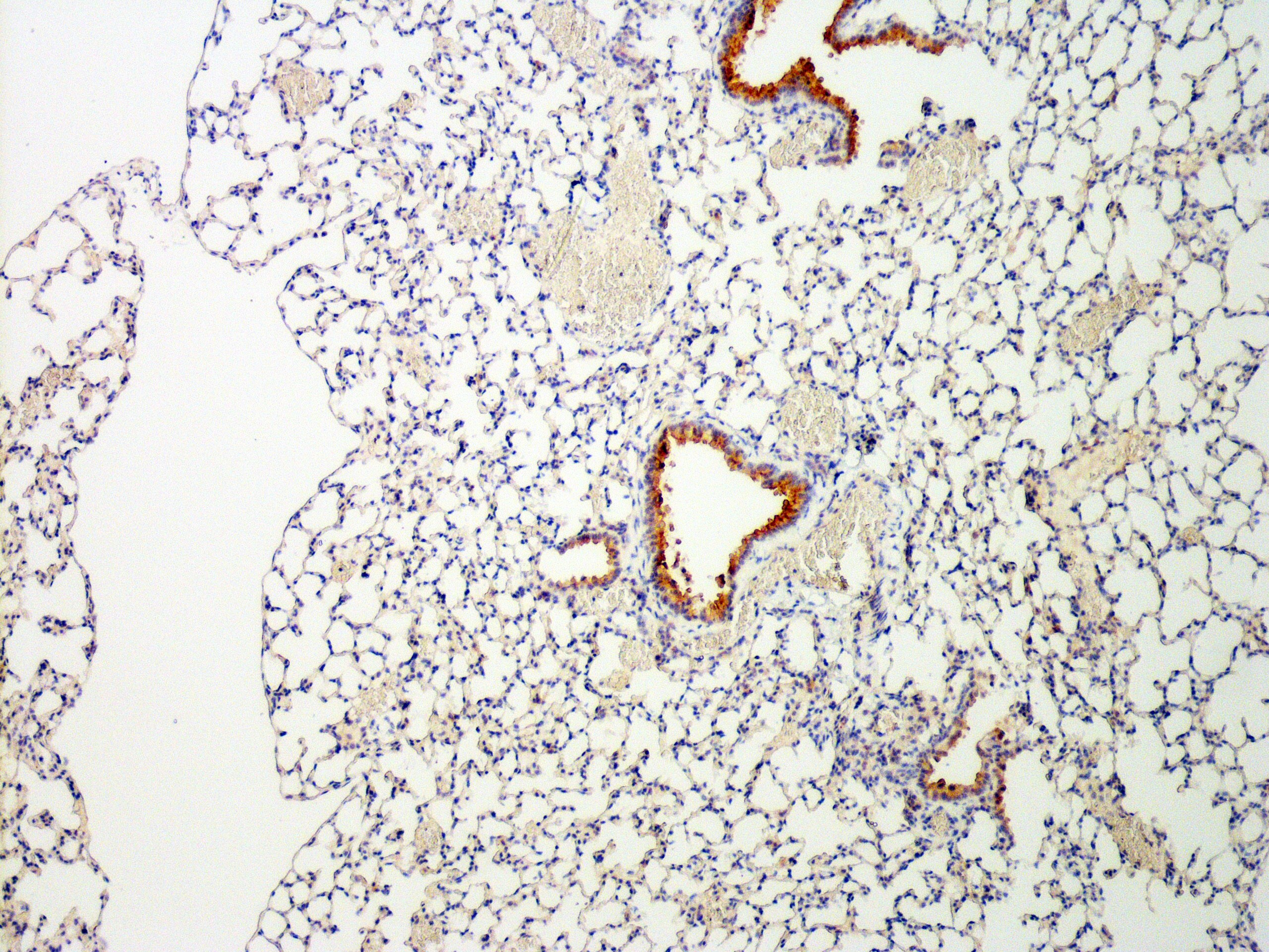TBC1D32 Antibody - BSA Free NBP1-90777