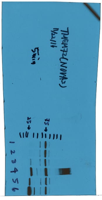 TMEM72 Antibody - BSA Free NBP1-90808