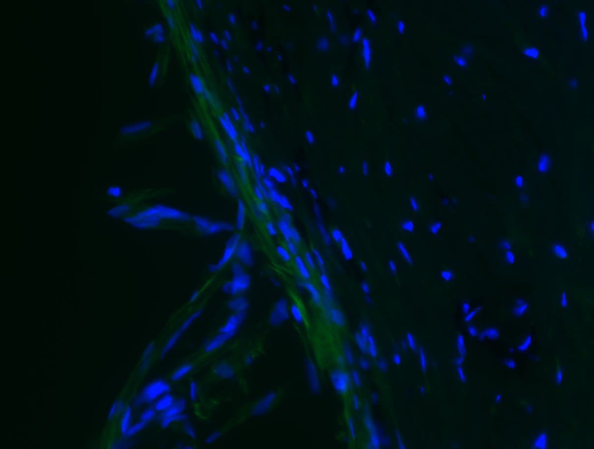 Fibronectin Antibody - BSA Free NBP1-91258