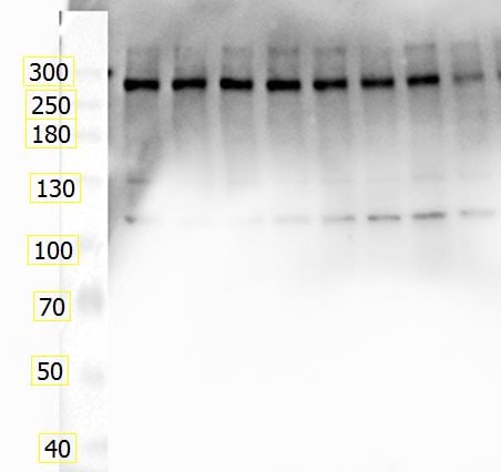 Fibronectin Antibody - BSA Free NBP1-91258