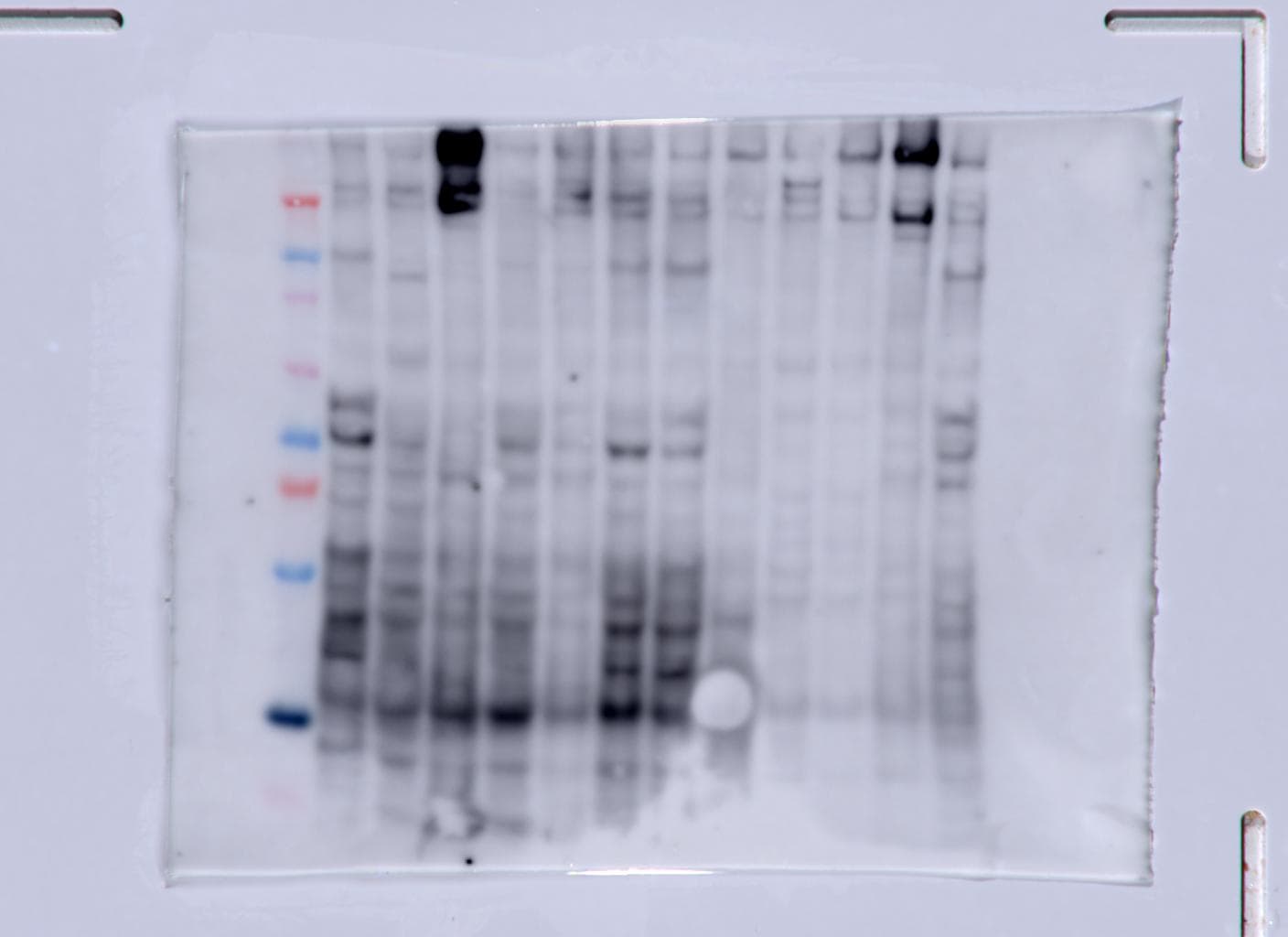 Fibronectin Antibody - BSA Free NBP1-91258