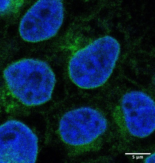 CPD Antibody - BSA Free NBP1-91447