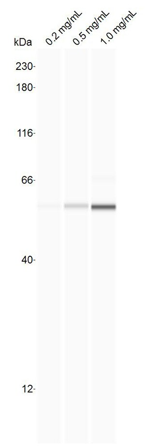 PSMC1 Antibody - BSA Free NBP1-91476