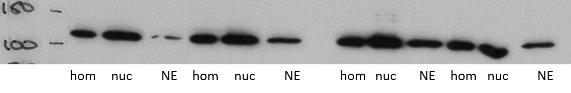 TMEM48 Antibody - BSA Free NBP1-91603