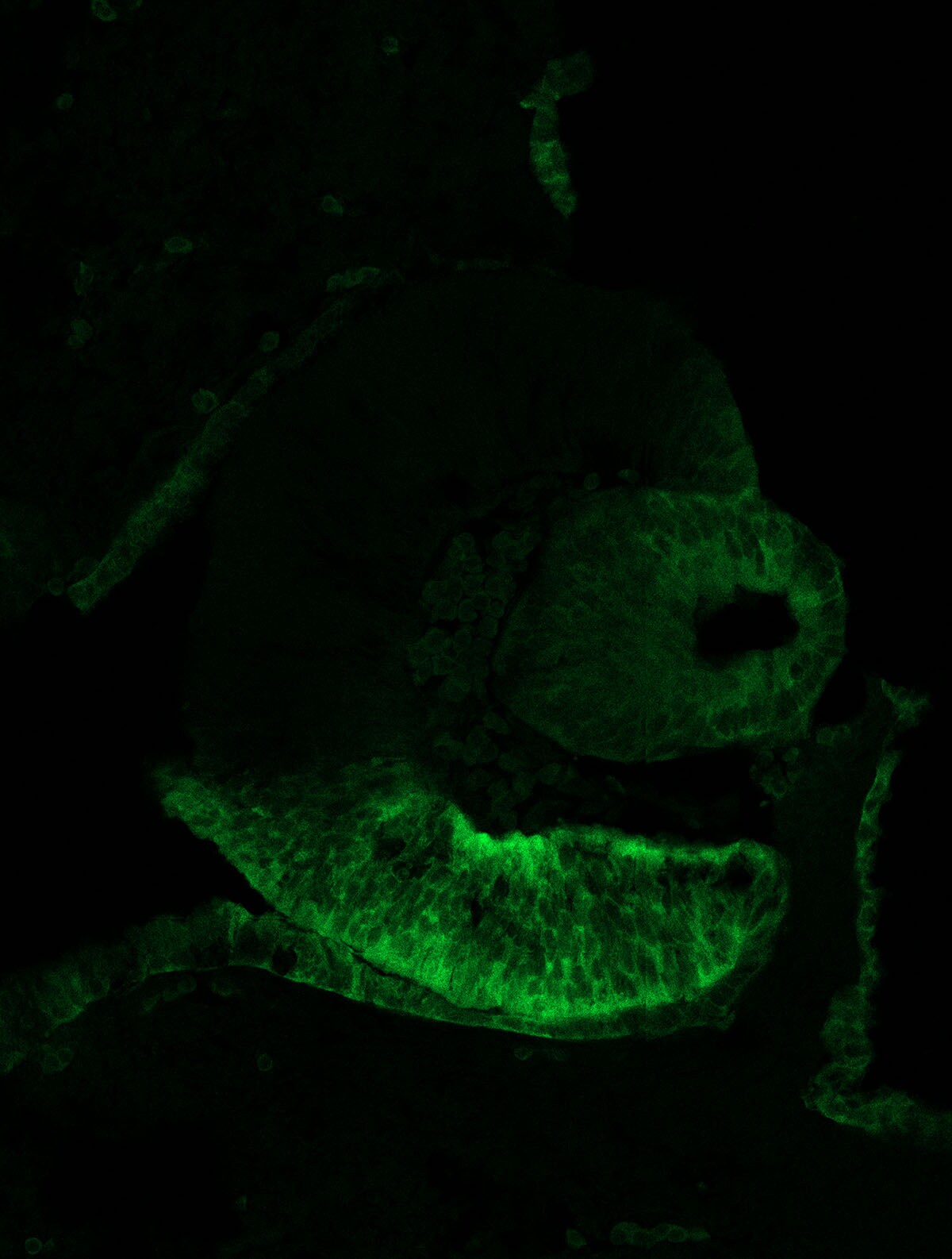 ALDH1A3 Antibody - BSA Free NBP1-91657
